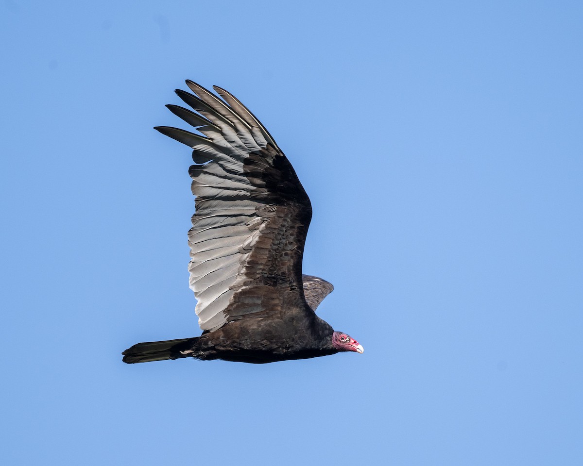 Turkey Vulture - ML619208481