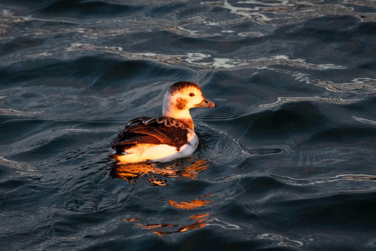 Long-tailed Duck - ML619208486
