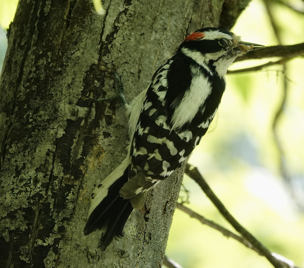 Downy Woodpecker - ML619208491