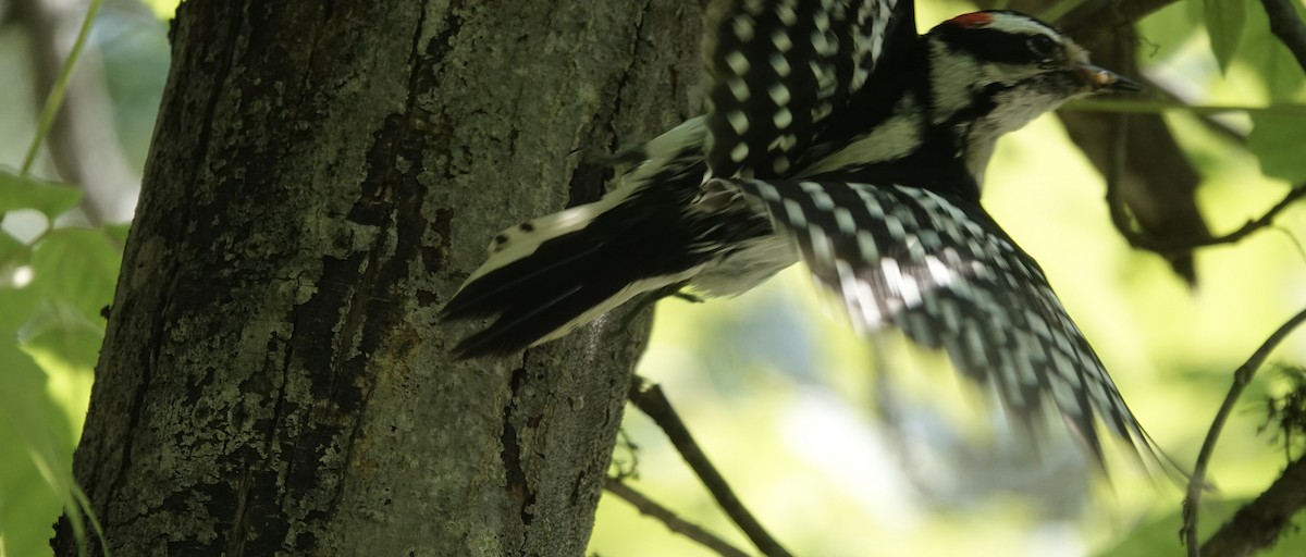 Downy Woodpecker - ML619208502