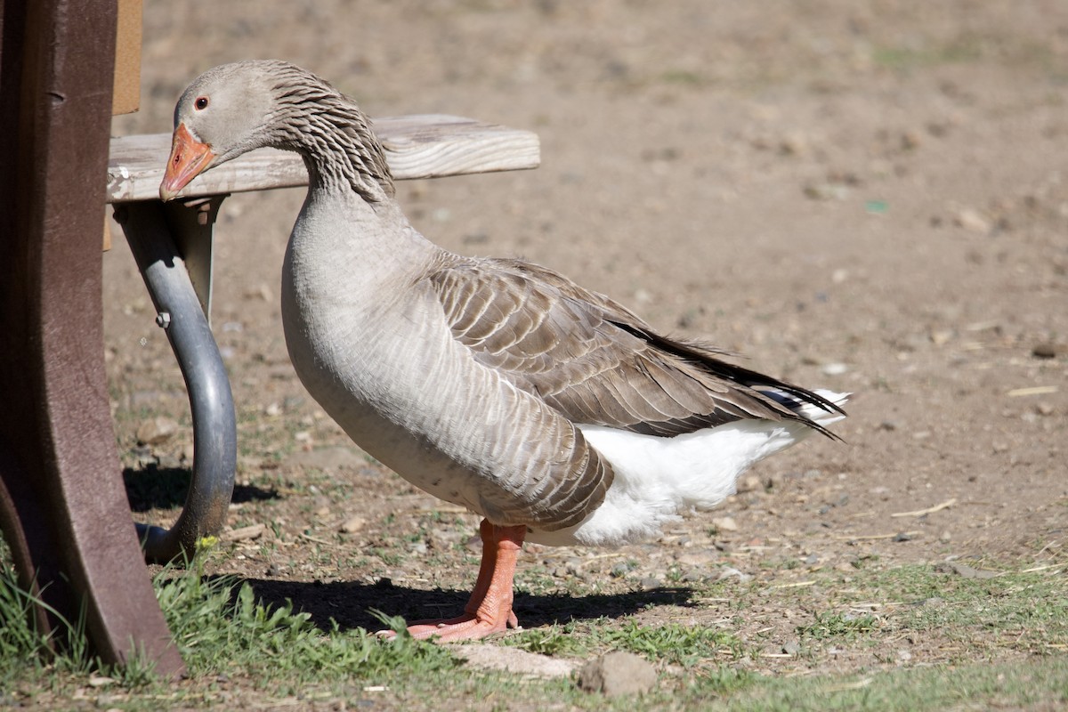 Graylag Goose (Domestic type) - ML619208589