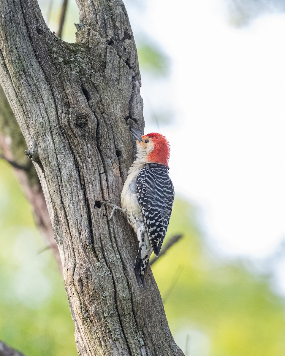 Red-bellied Woodpecker - ML619208603