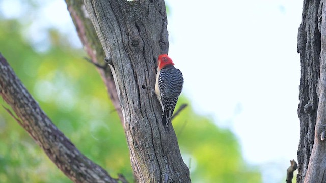 Red-bellied Woodpecker - ML619208659