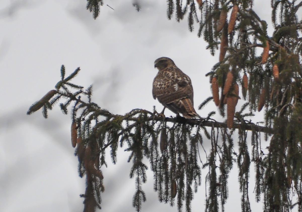Red-tailed Hawk - ML619208666