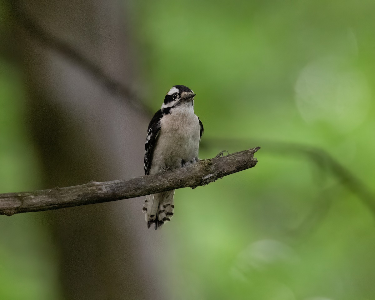 Downy Woodpecker - ML619208683