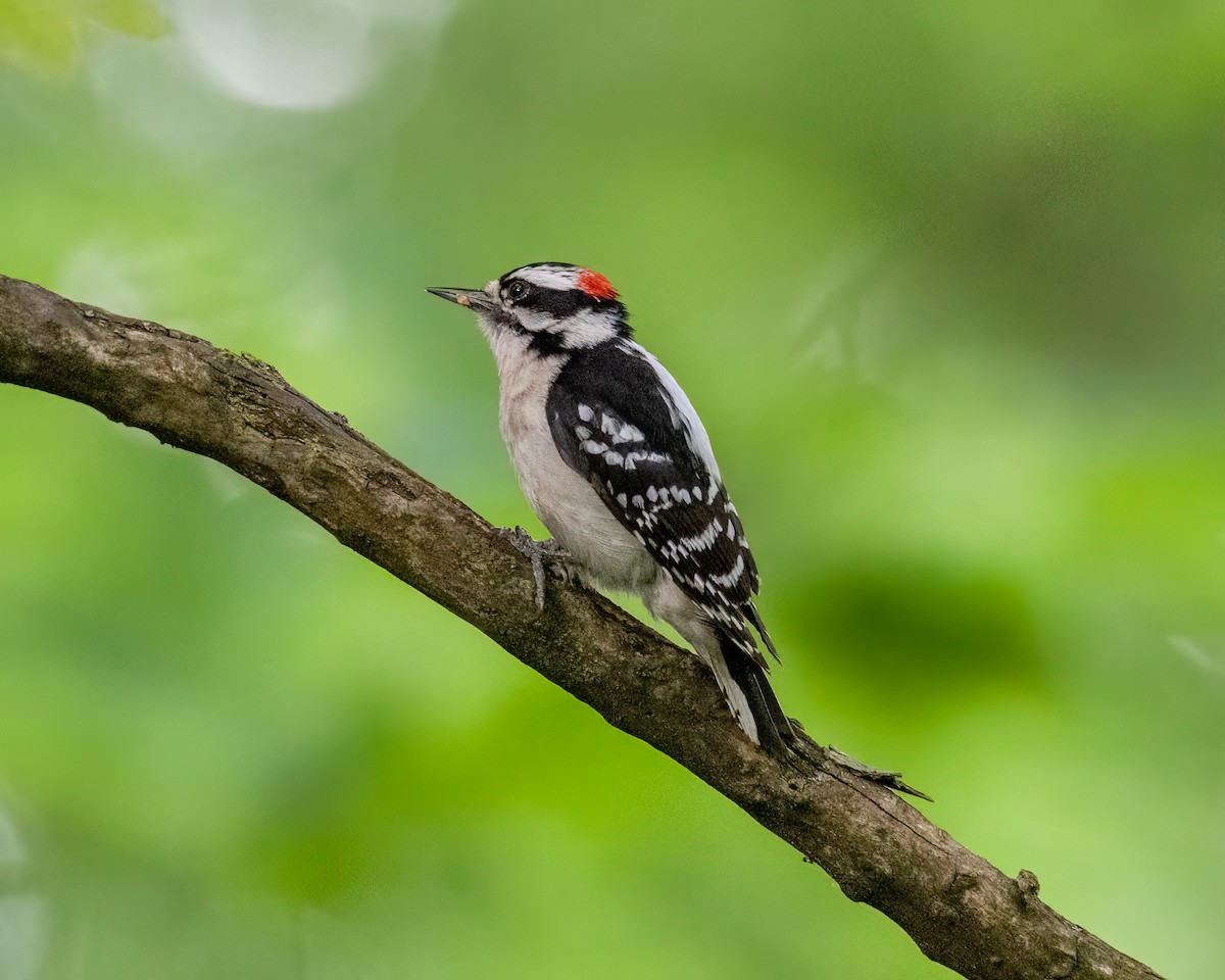 Downy Woodpecker - ML619208684