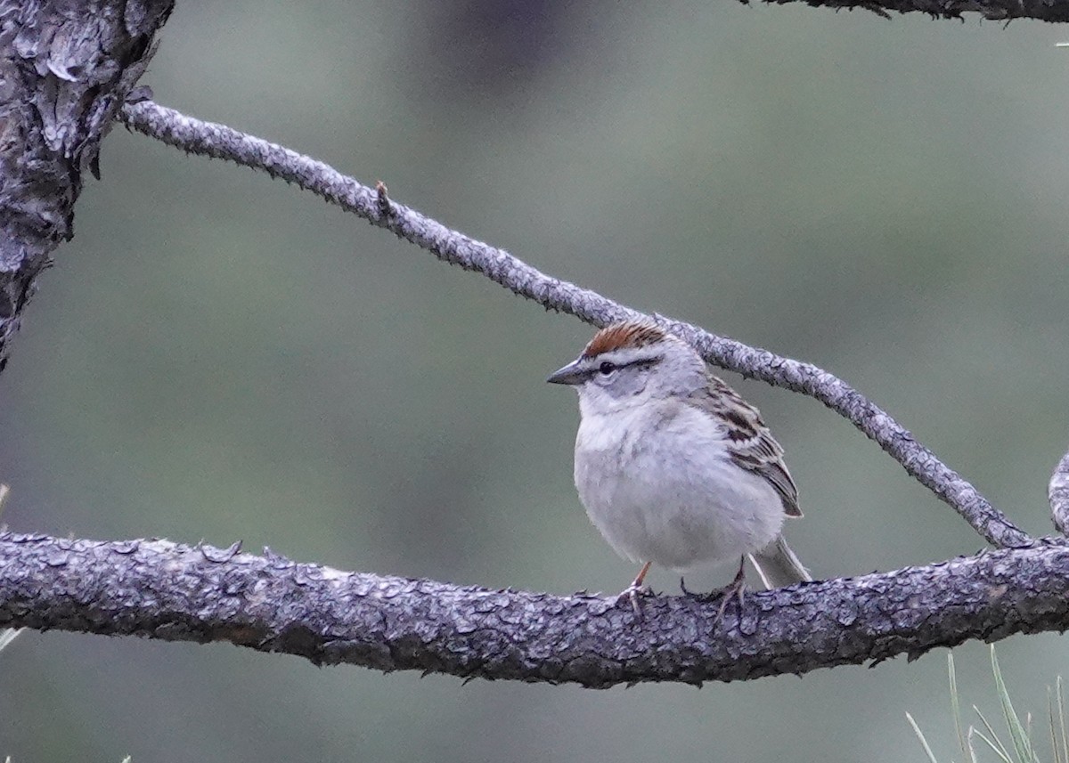 Chipping Sparrow - ML619208721
