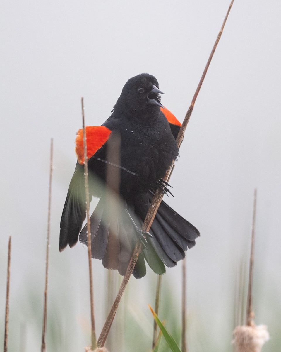 Red-winged Blackbird - ML619208725