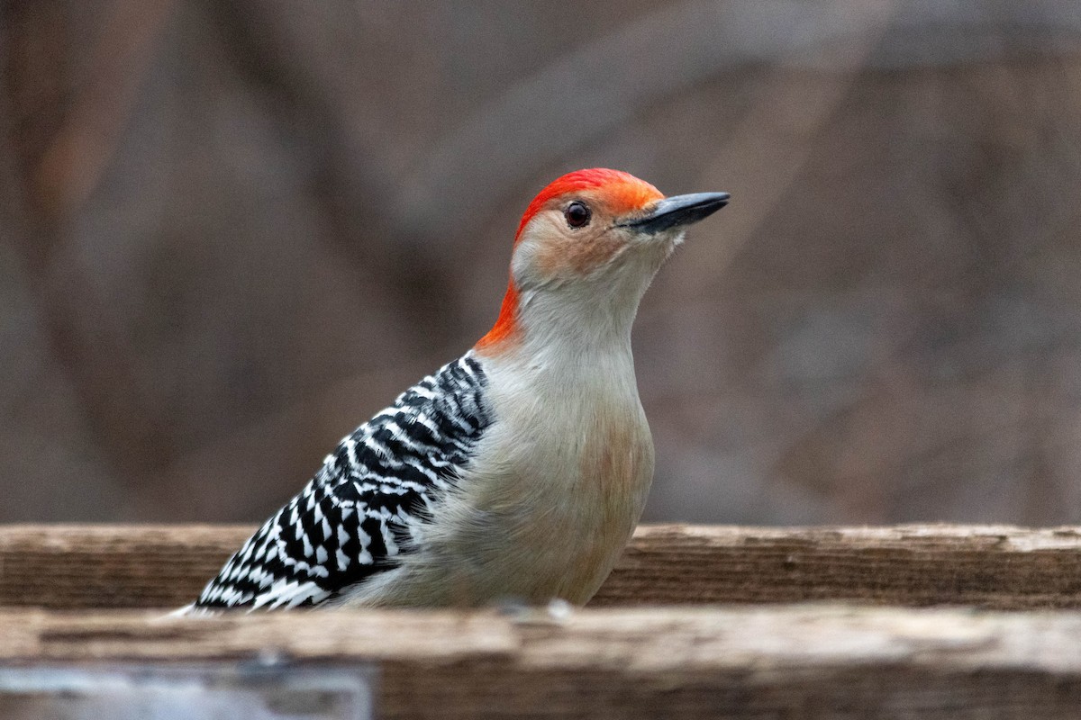 Red-bellied Woodpecker - ML619208842