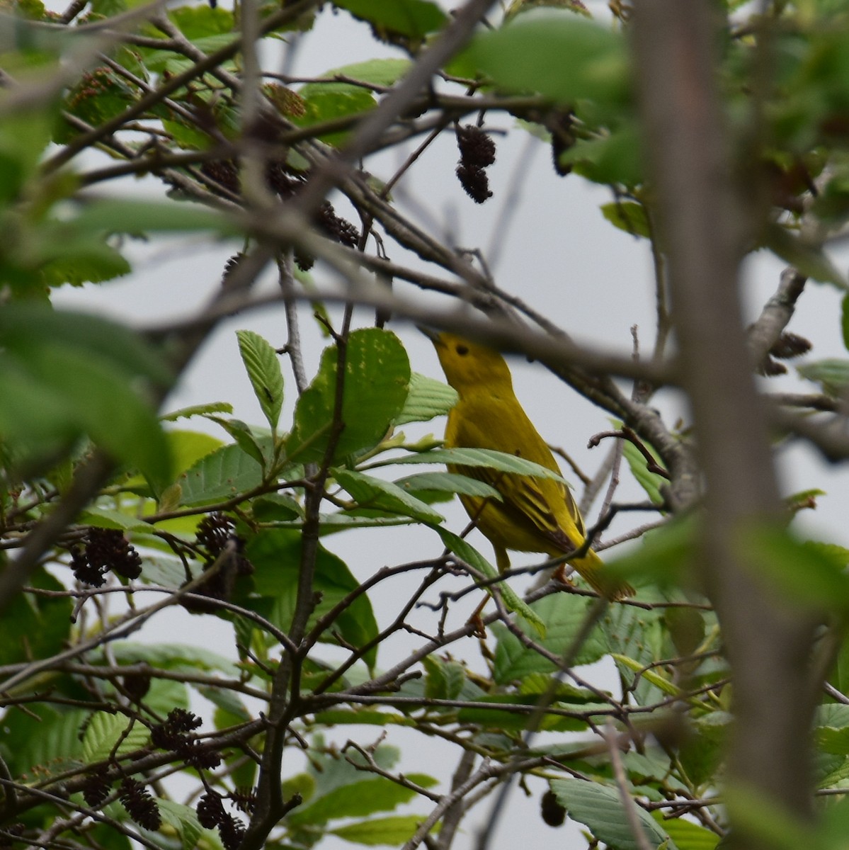 Yellow Warbler - ML619208864