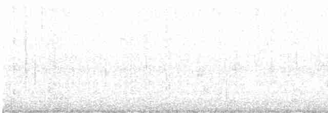 Тауї плямистий - ML619208953