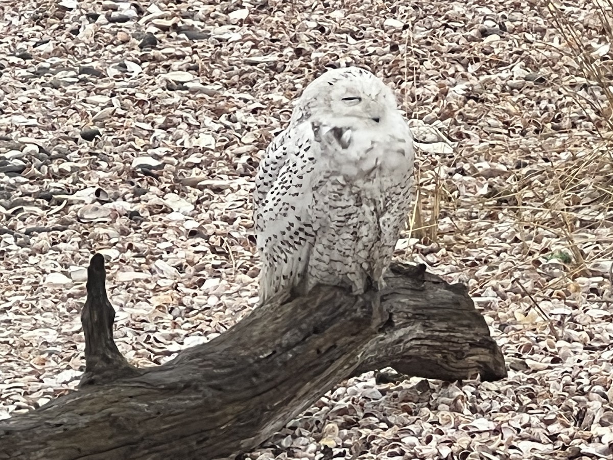Snowy Owl - ML619209011