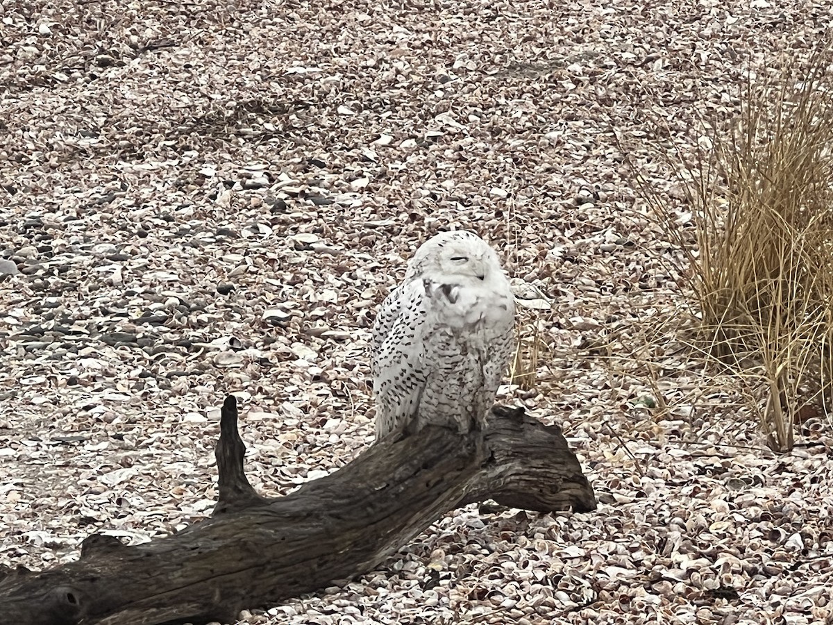 Snowy Owl - ML619209012