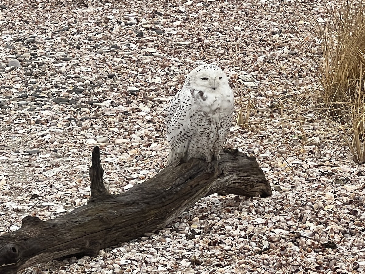 Snowy Owl - ML619209013