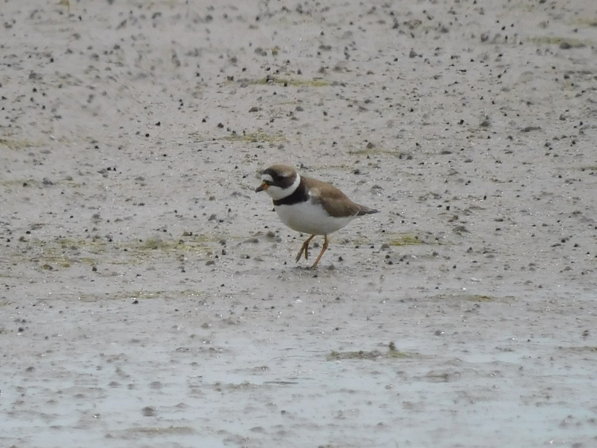 Semipalmated Plover - ML619209015