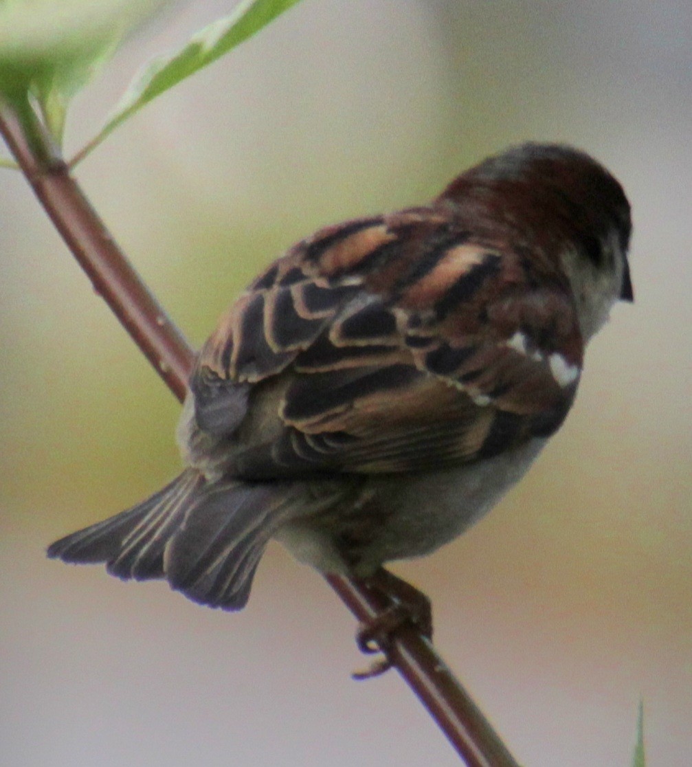 House Sparrow - ML619209034