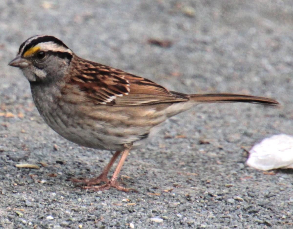 White-throated Sparrow - ML619209047