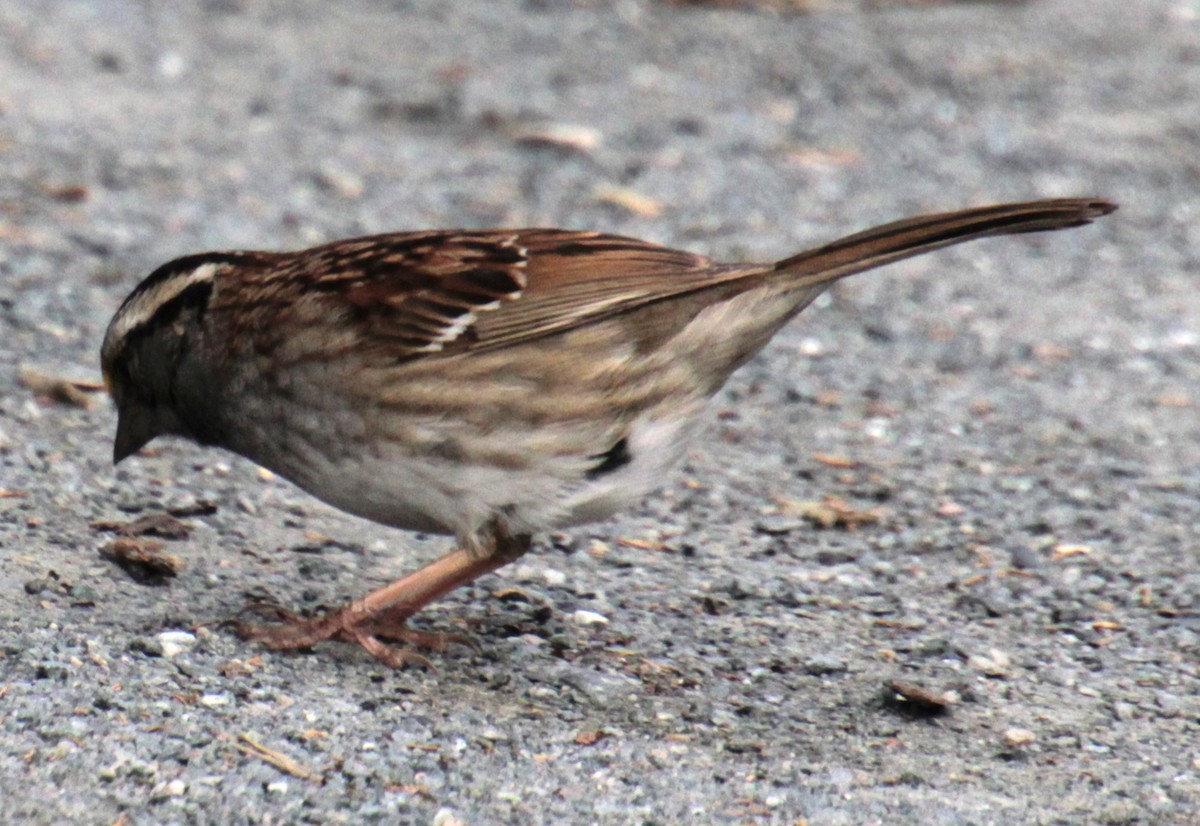 White-throated Sparrow - ML619209048