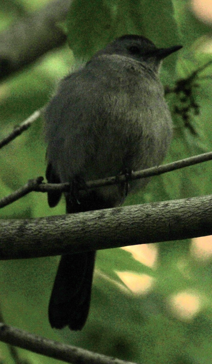 Gray Catbird - ML619209055