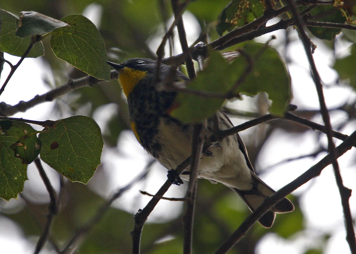 Reinita Coronada (auduboni) - ML619209070