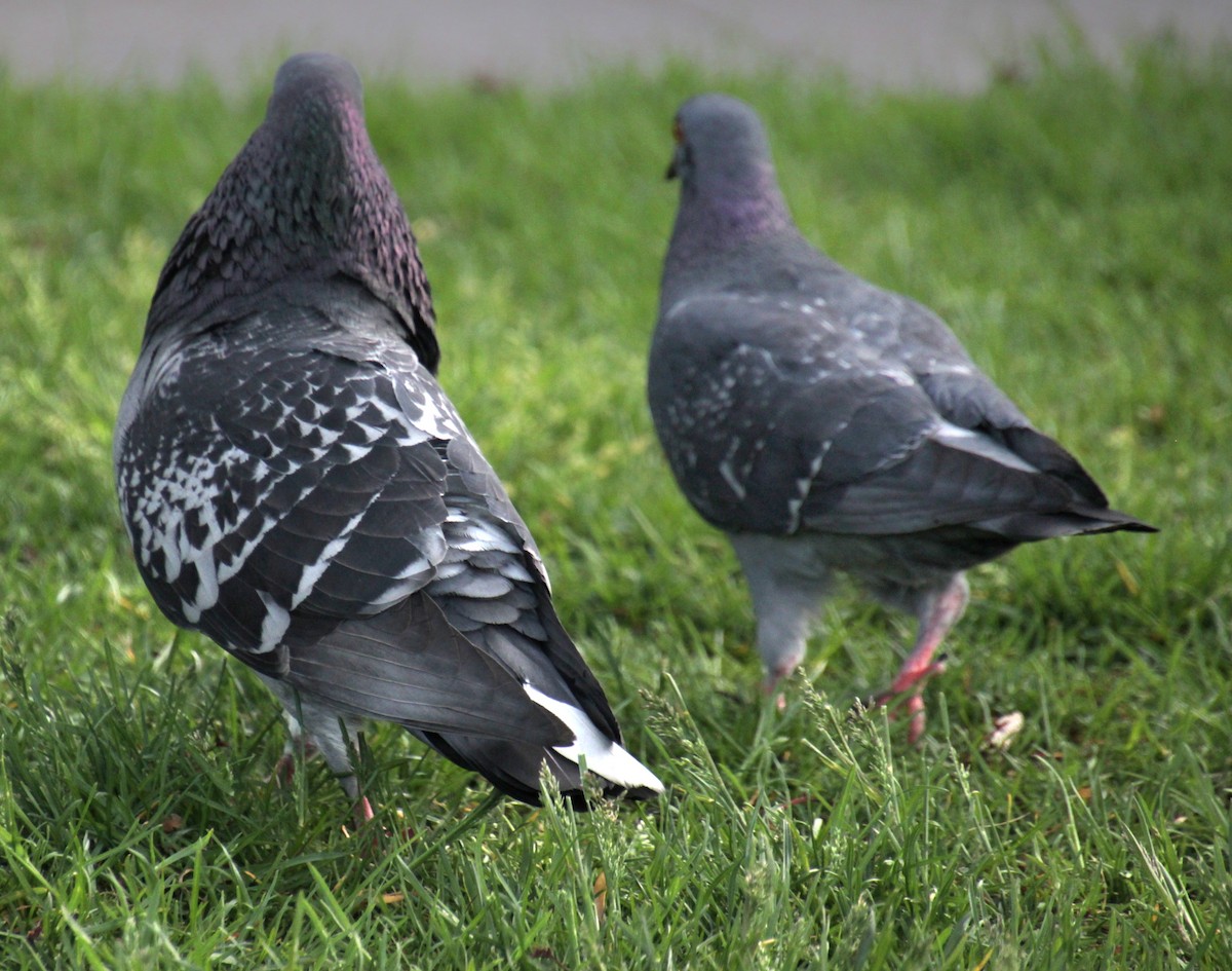 Rock Pigeon (Feral Pigeon) - ML619209072