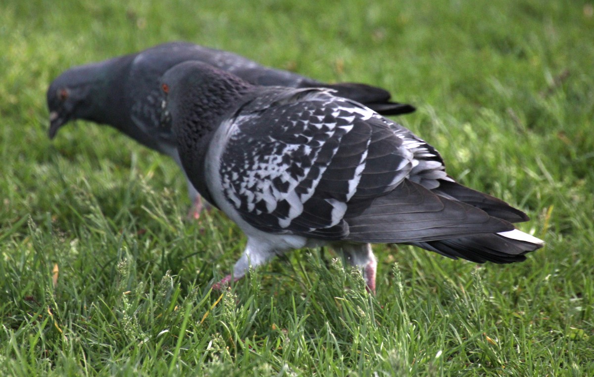 Rock Pigeon (Feral Pigeon) - ML619209073