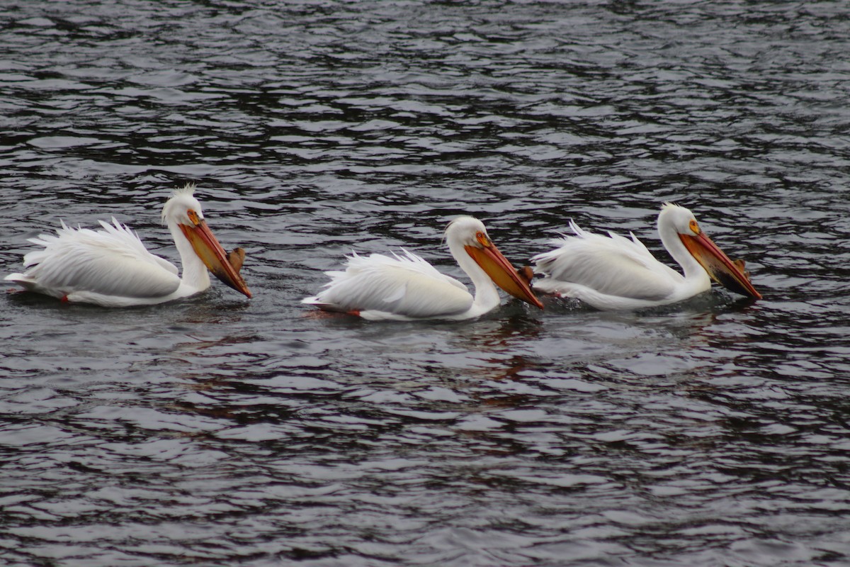 pelikán severoamerický - ML619209088