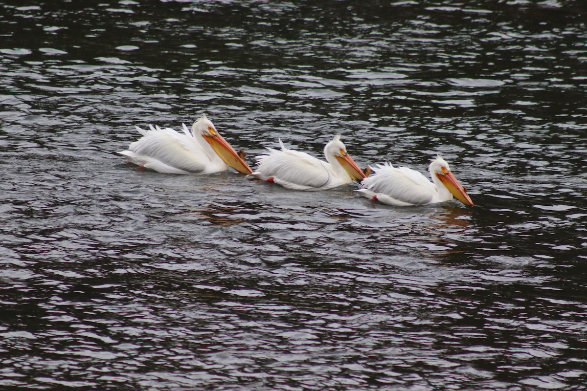 pelikán severoamerický - ML619209089