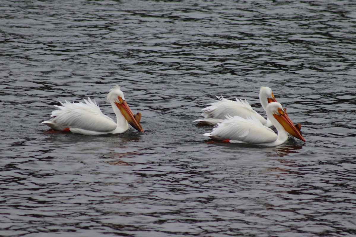 pelikán severoamerický - ML619209093