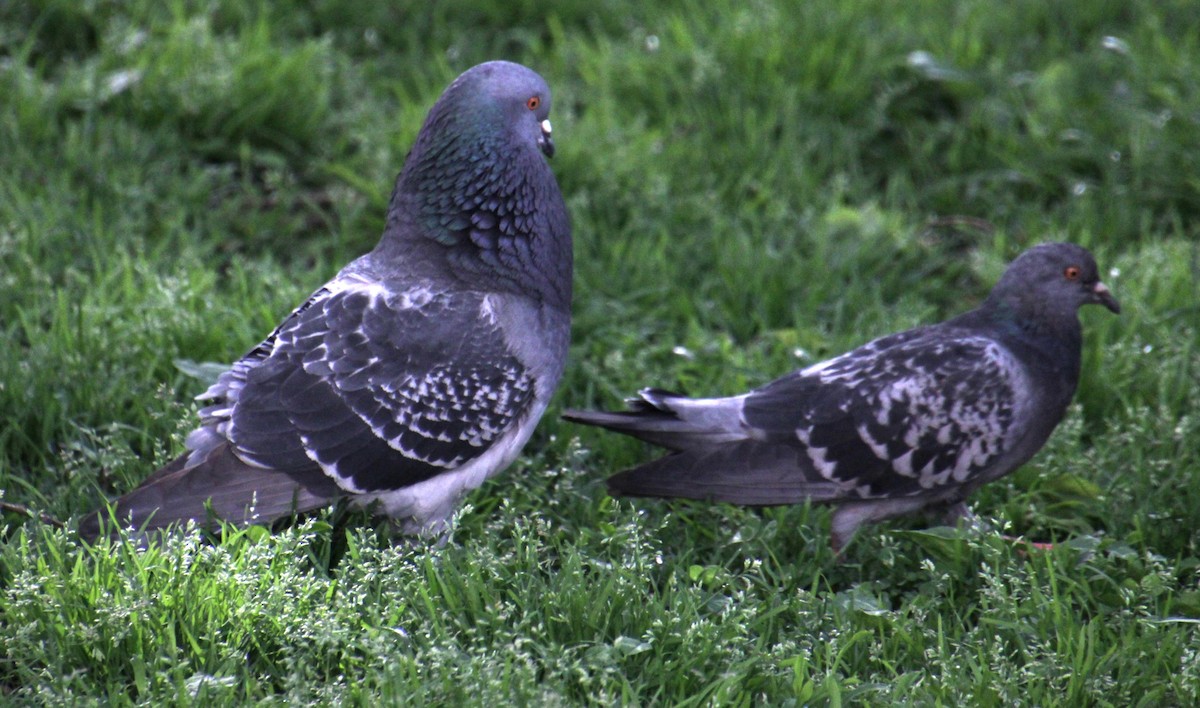 Rock Pigeon (Feral Pigeon) - ML619209113
