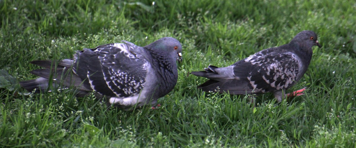 Rock Pigeon (Feral Pigeon) - ML619209114