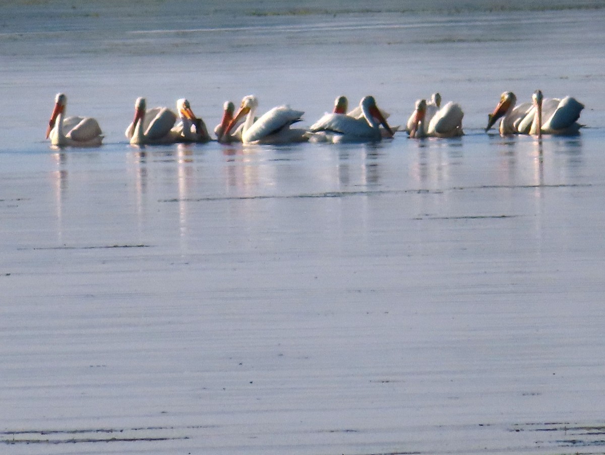 pelikán severoamerický - ML619209135