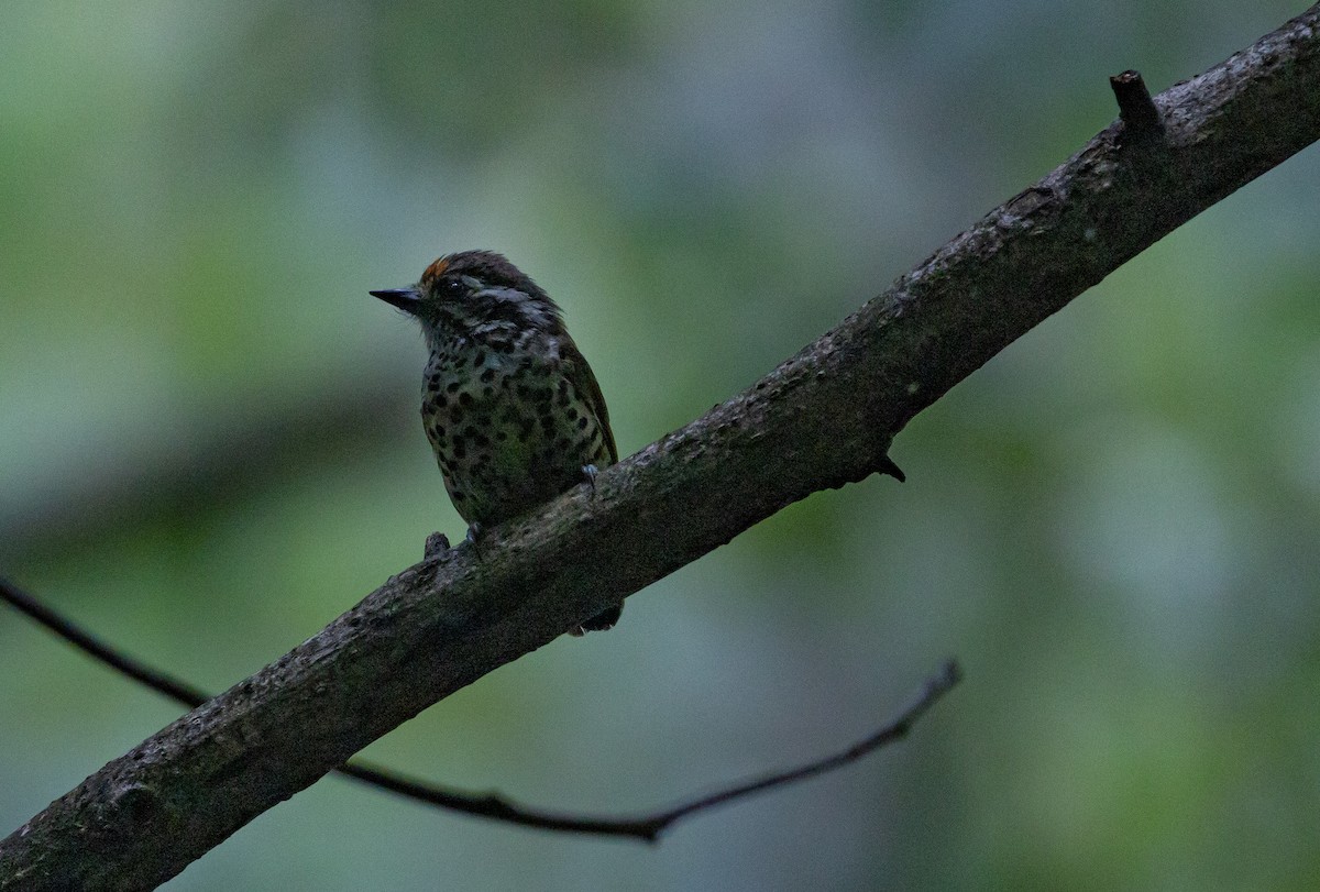 Speckled Piculet - ML619209142