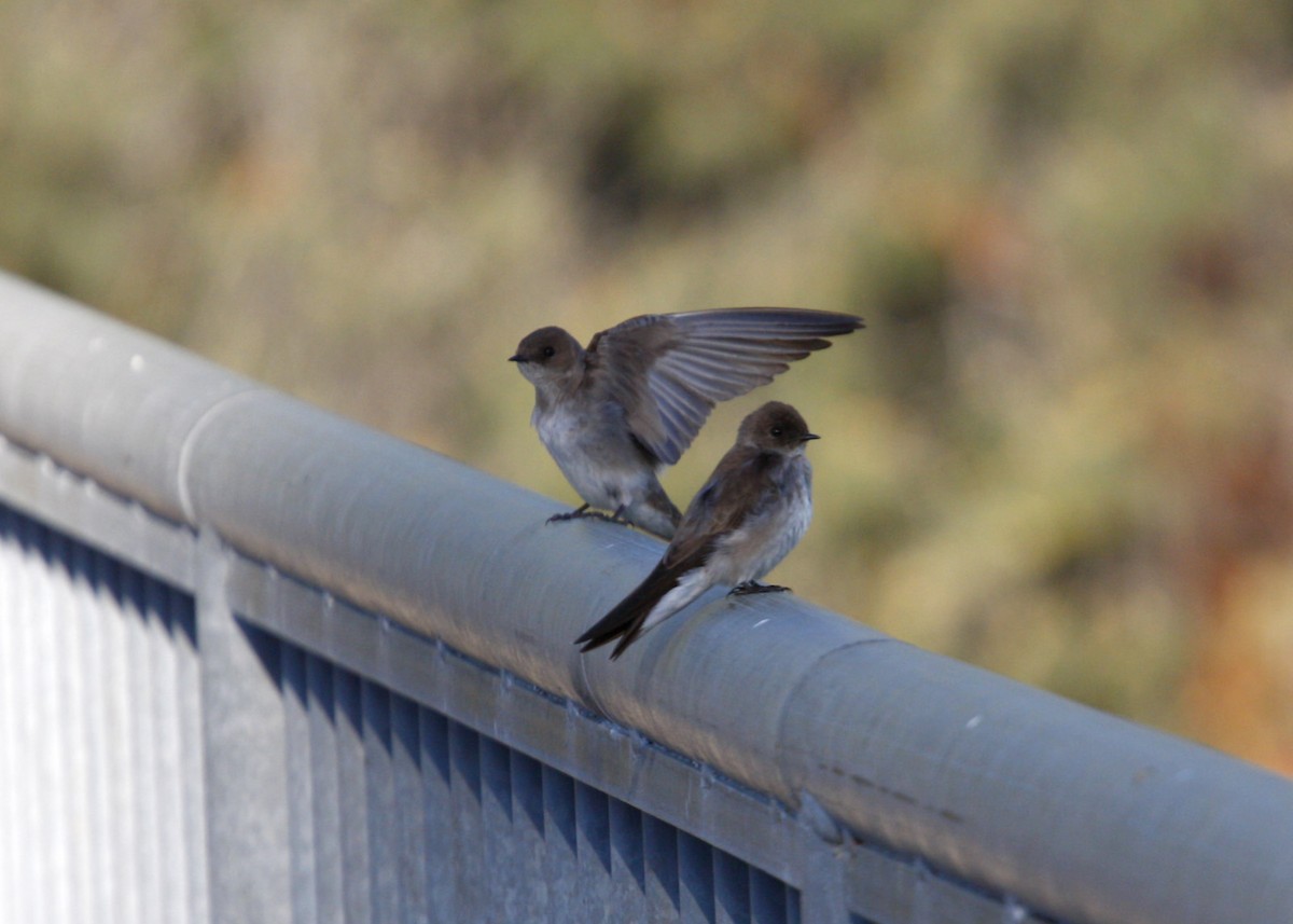 Northern Rough-winged Swallow - ML619209155