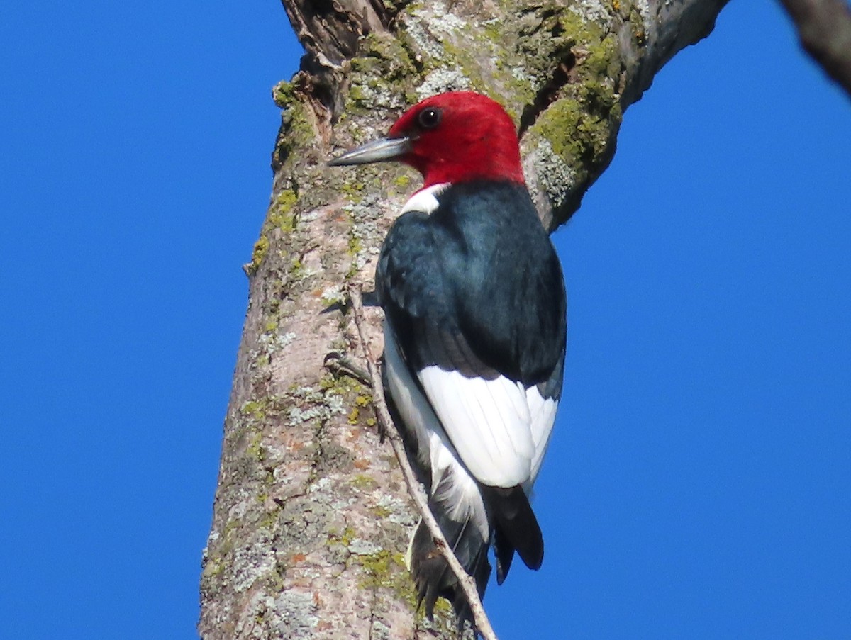 Red-headed Woodpecker - ML619209163