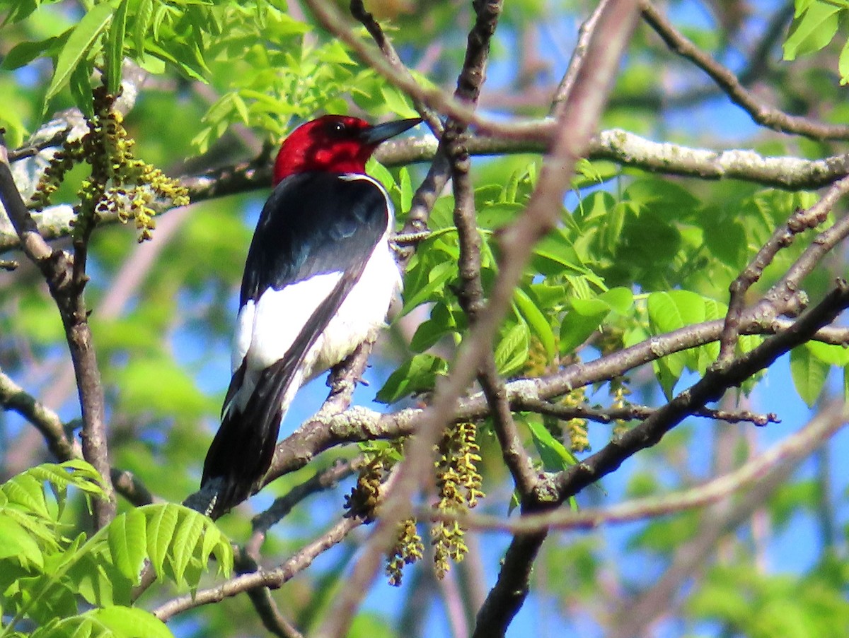 Red-headed Woodpecker - ML619209165