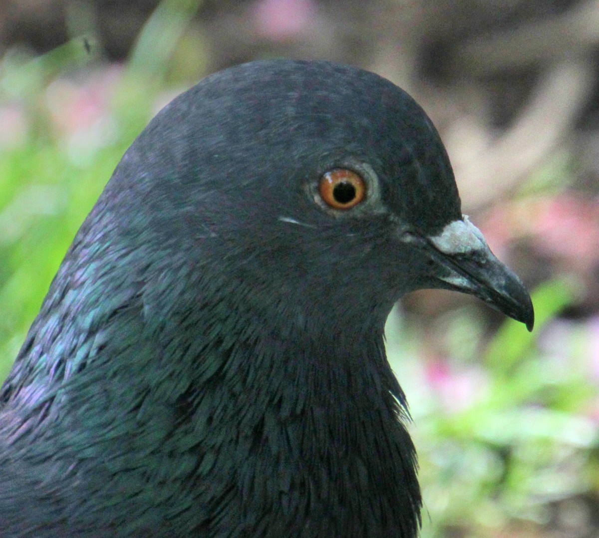 Rock Pigeon (Feral Pigeon) - ML619209196