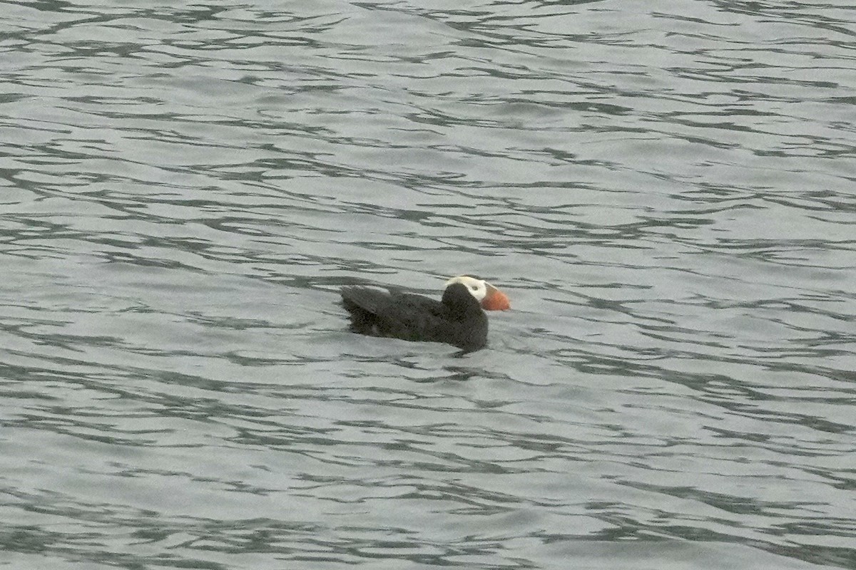 Tufted Puffin - ML619209241