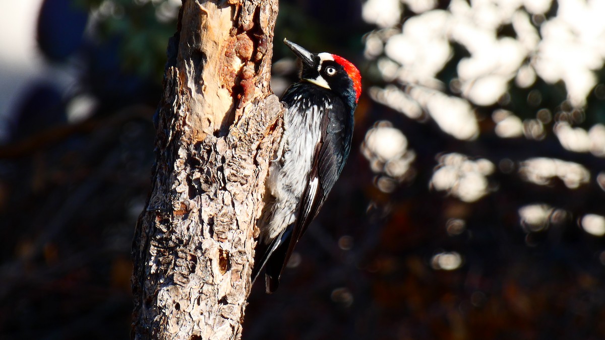 Acorn Woodpecker - ML619209248