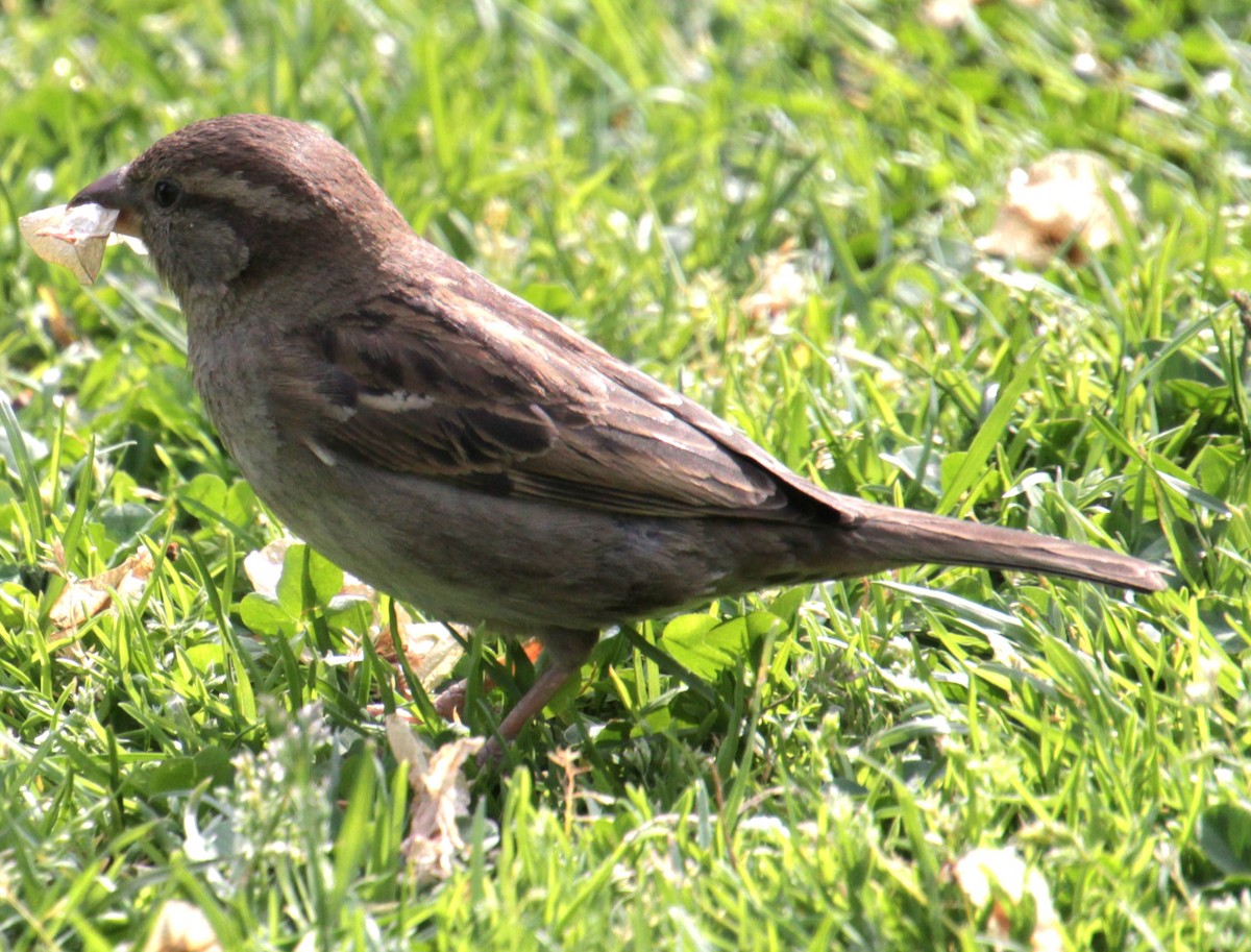 House Sparrow - ML619209254