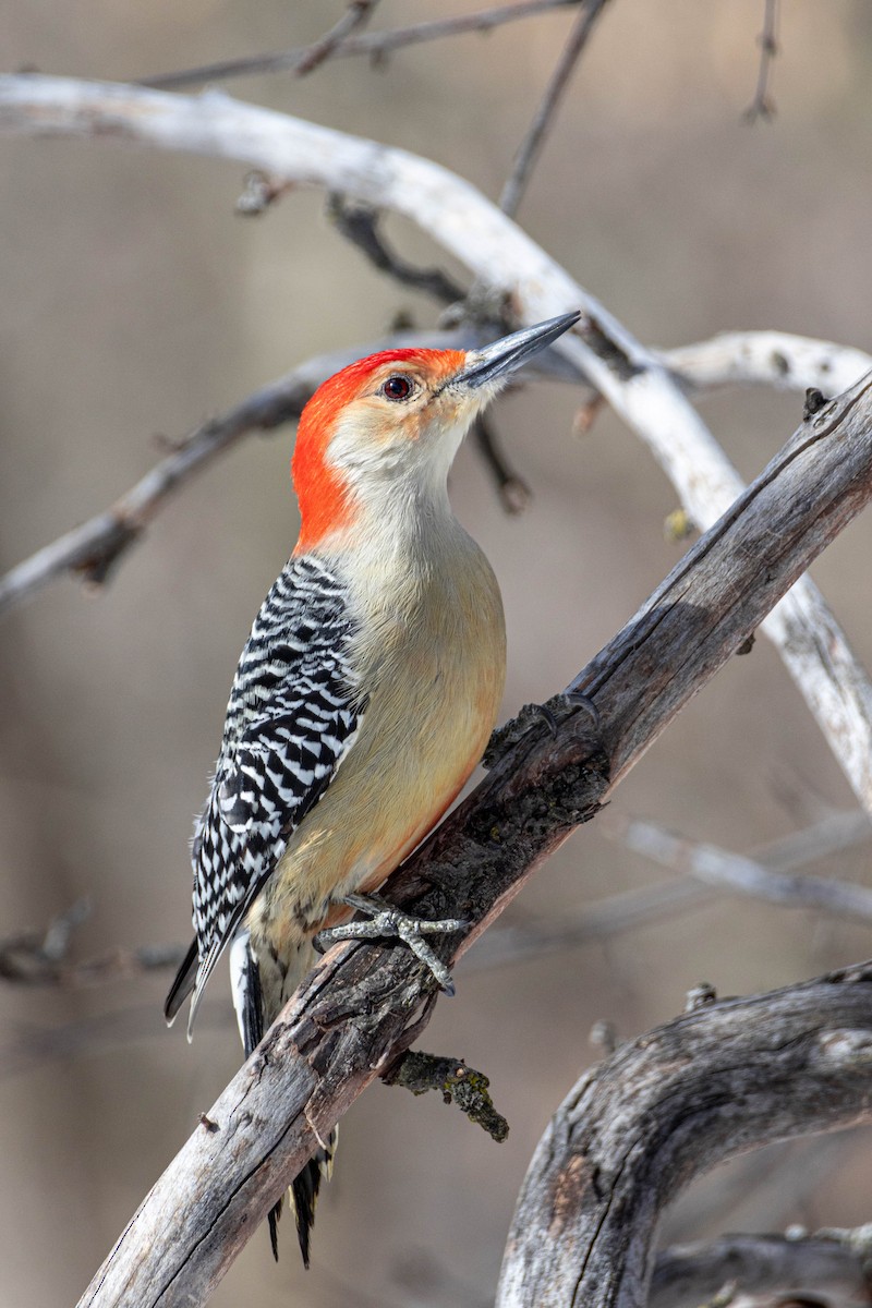Red-bellied Woodpecker - ML619209256