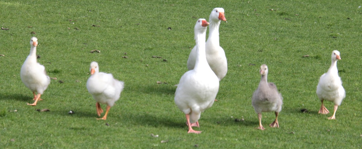 Domestic goose sp. (Domestic type) - ML619209321