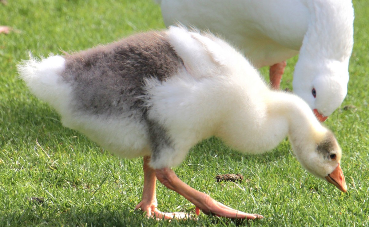 Domestic goose sp. (Domestic type) - ML619209322