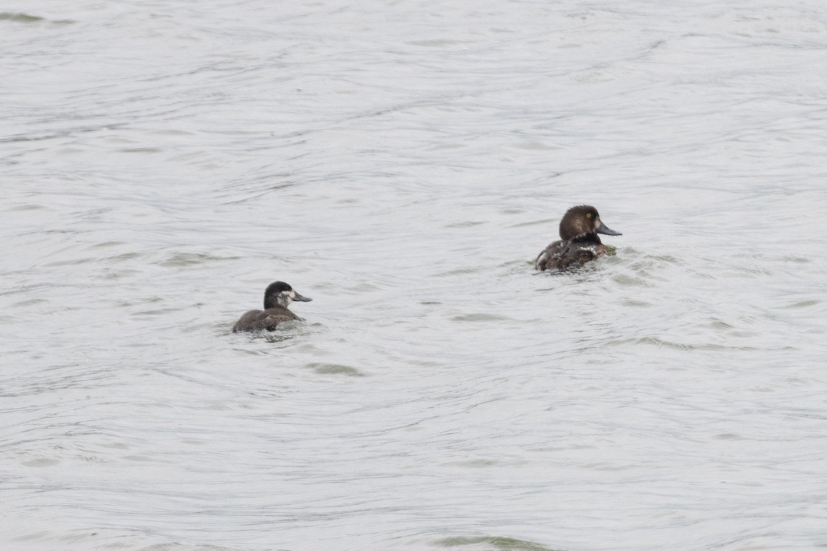 Greater Scaup - ML619209349