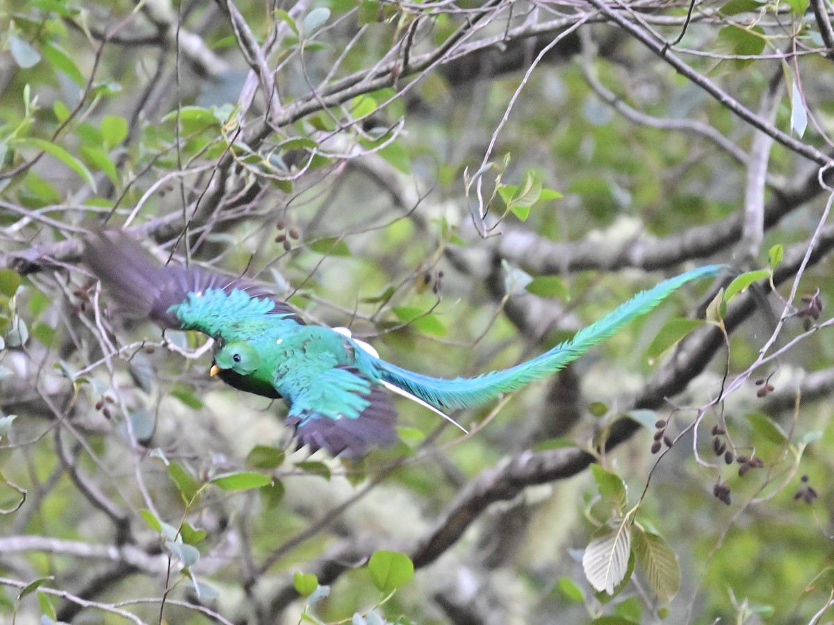 Quetzal Guatemalteco - ML619209389