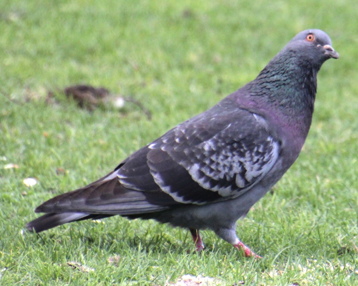 Rock Pigeon (Feral Pigeon) - ML619209398