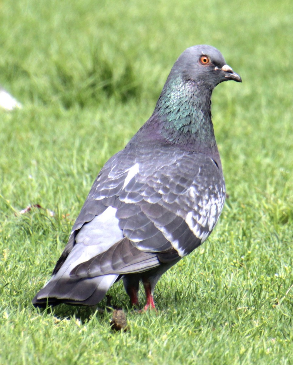 Rock Pigeon (Feral Pigeon) - ML619209399