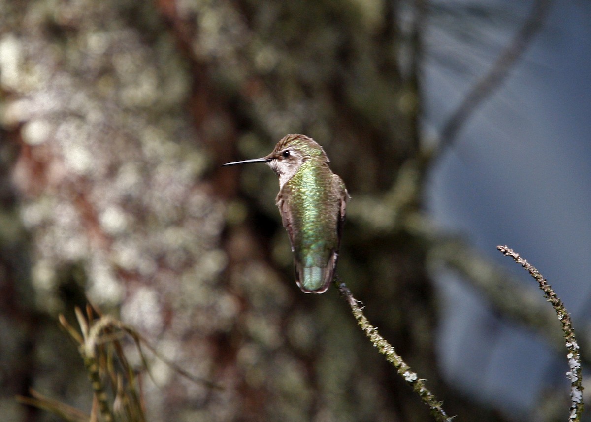 Anna's Hummingbird - ML619209415