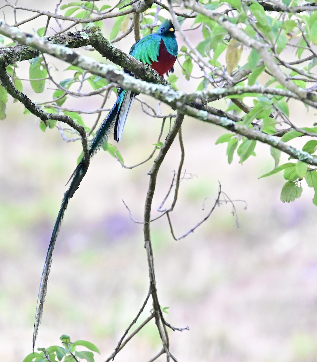 Quetzal Guatemalteco - ML619209430