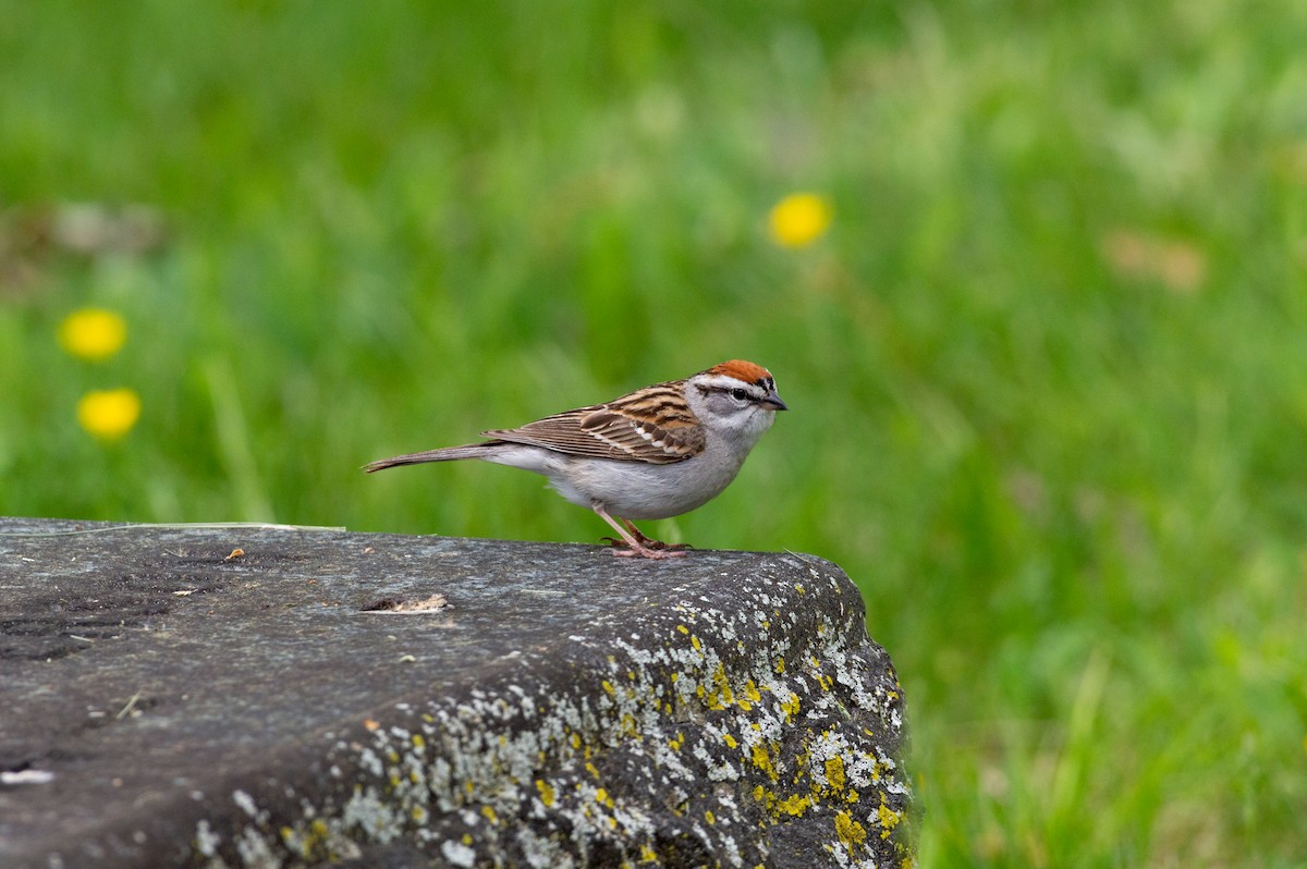 Chipping Sparrow - ML619209443